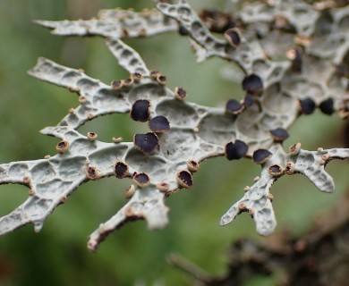 Pseudocyphellaria faveolata