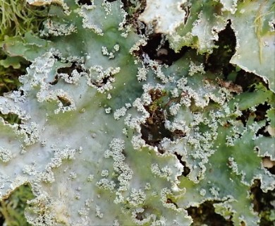 Pseudocyphellaria granulata