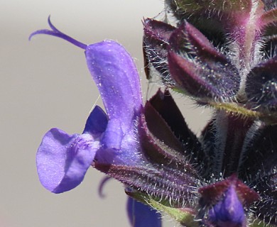 Salvia verbenaca