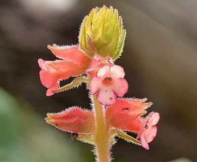Sinningia allagophylla