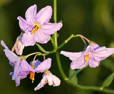 Solanum amygdalifolium