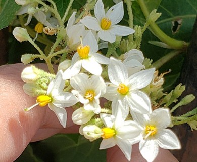 Solanum argentinum