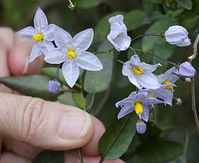 Solanum laxum