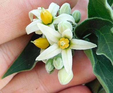 Solanum stuckertii