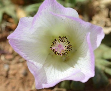 Sphaeralcea purpurata
