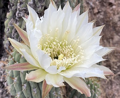Trichocereus chiloensis