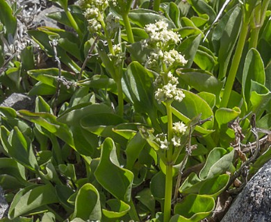 Valeriana chilensis