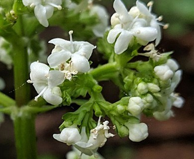 Valeriana lapathifolia
