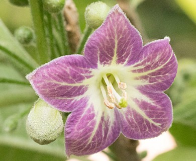 Vassobia breviflora