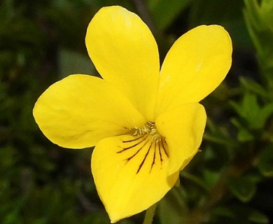 Viola magellanica