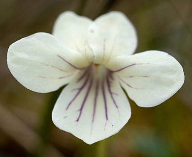 Viola tridentata