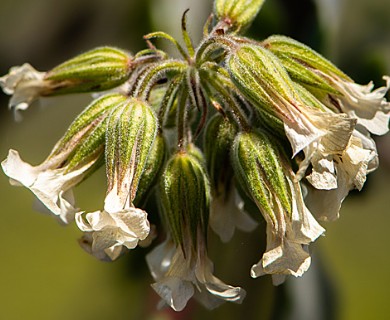 Viviania crenata