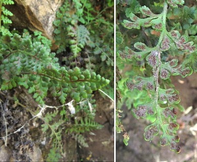 Asplenium papaverifolium