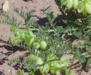 Astragalus pehuenches