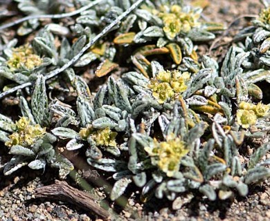 Azorella ameghinoi