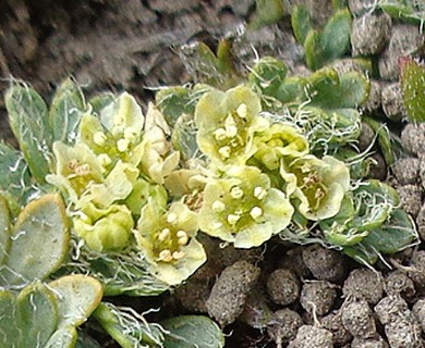 Azorella fuegiana