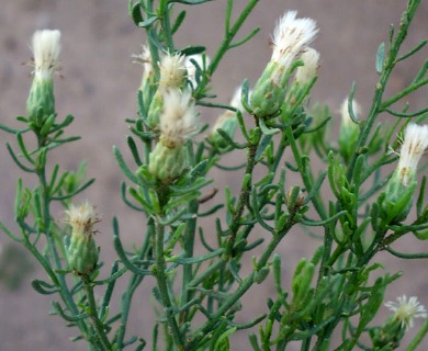 Baccharis coridifolia