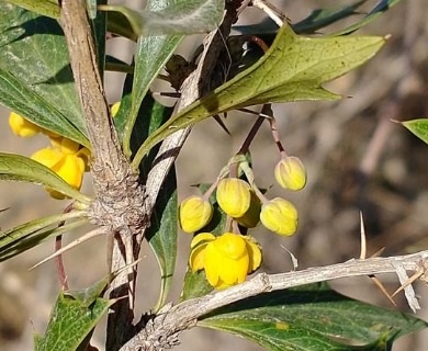 Berberis ruscifolia