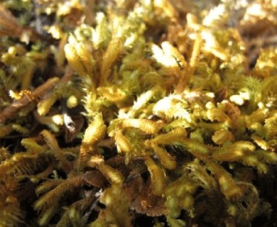 Blepharidophyllum densifolium