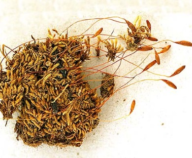 Brachymenium acuminatum