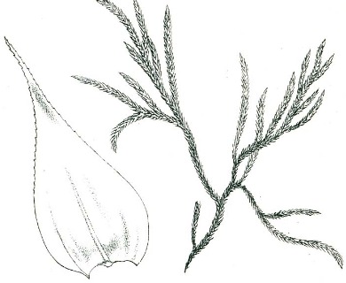Brachythecium subpilosum