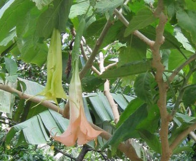 Brugmansia suaveolens