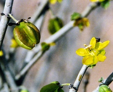 Bulnesia chilensis
