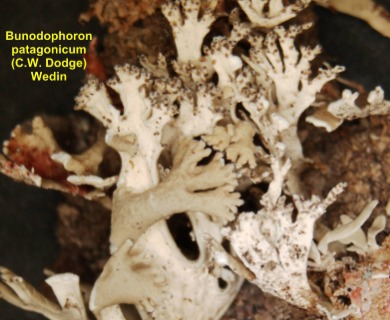 Bunodophoron patagonicum