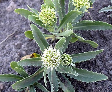 Calycera crassifolia