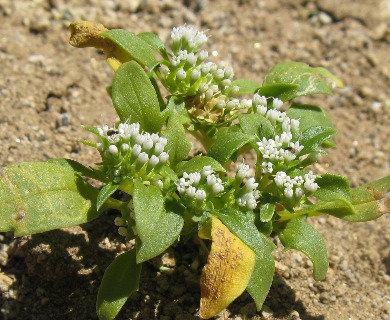 Calycera sessiliflora