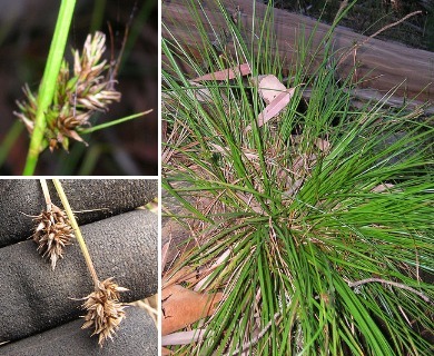 Carex macloviana
