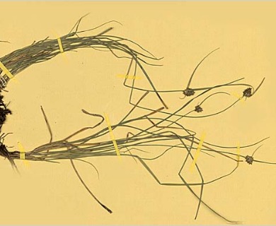 Carex trachycystis