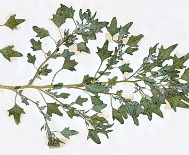 Chenopodium hircinum