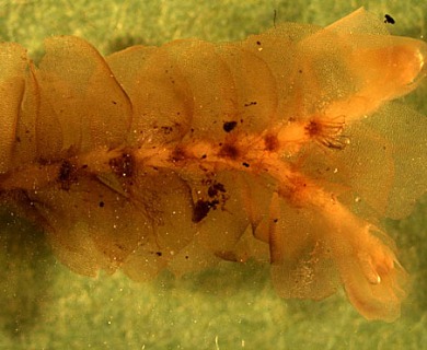 Chiloscyphus hookeri