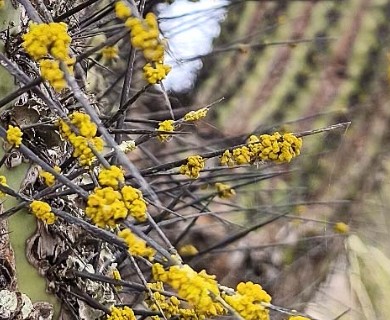 Chrysothrix pavonii