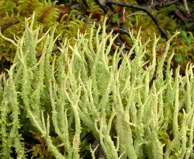 Cladonia farinacea