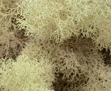 Cladonia pycnoclada