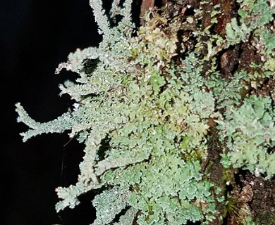 Cladonia subsquamosa