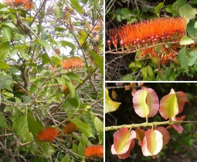 Combretum fruticosum