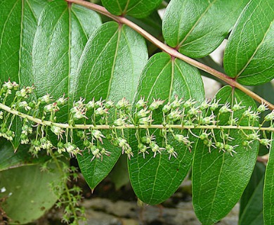 Coriaria ruscifolia