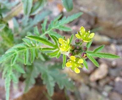 Descurainia pimpinellifolia
