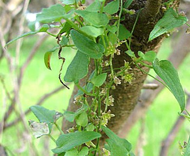 Dioscorea variifolia