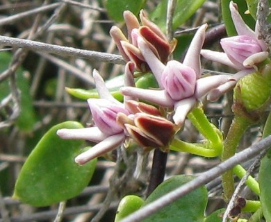 Diplolepis boerhaviifolia
