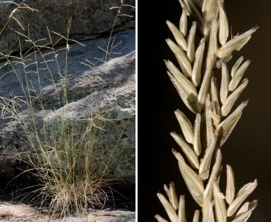 Disakisperma dubium