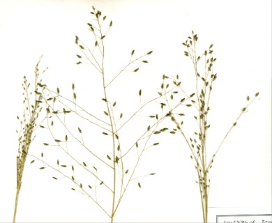 Eragrostis polytricha