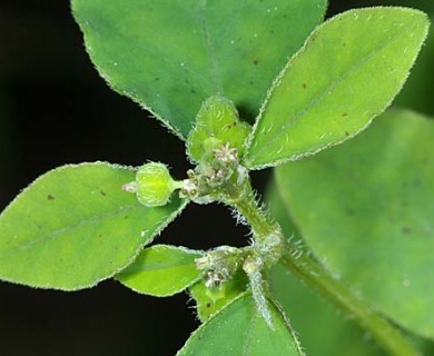 Euphorbia acerensis