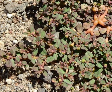 Euphorbia klotzschii