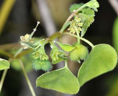 Euphorbia sciadophila