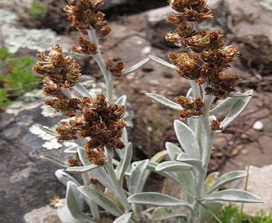 Gamochaeta stachydifolia