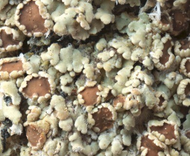 Hispidopannaria hispidula